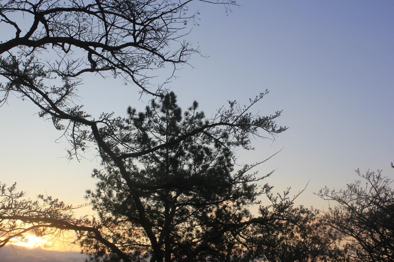 Acacia Bush Lodge بيترماريتزبورغ المظهر الخارجي الصورة